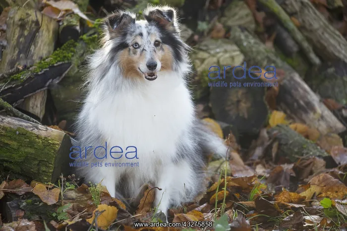 : Sheltie outdoors : Sheltie outdoors