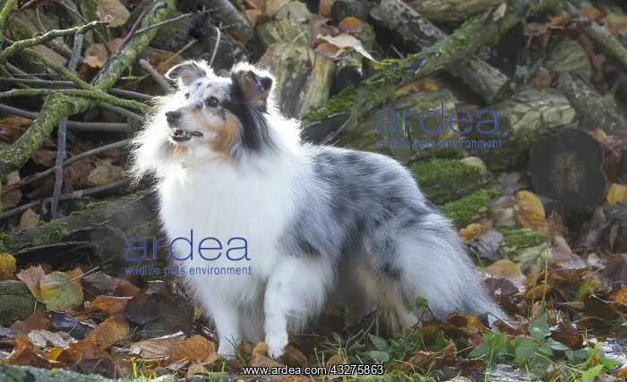 : Sheltie outdoors : Sheltie outdoors