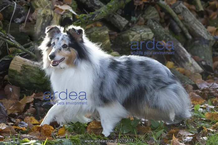 : Sheltie outdoors : Sheltie outdoors