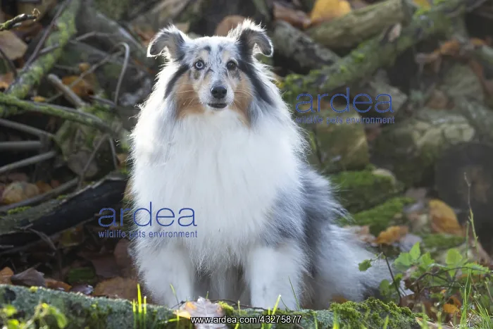 : Sheltie outdoors : Sheltie outdoors