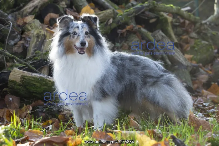 : Sheltie outdoors : Sheltie outdoors