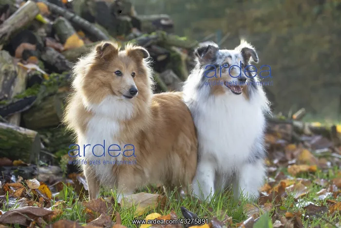 : Sheltie outdoors : Sheltie outdoors