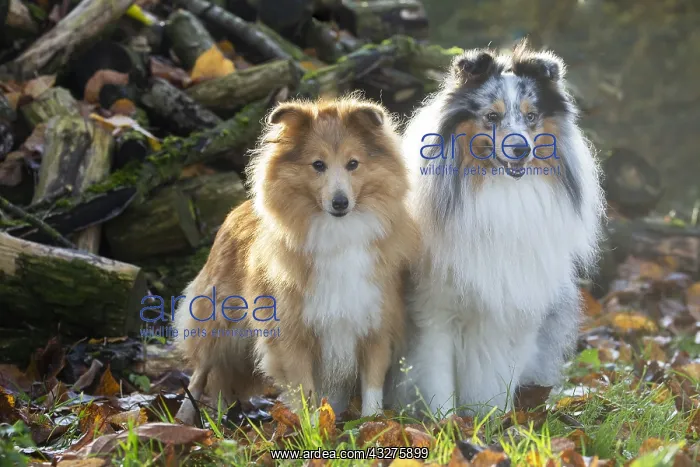 : Sheltie outdoors : Sheltie outdoors