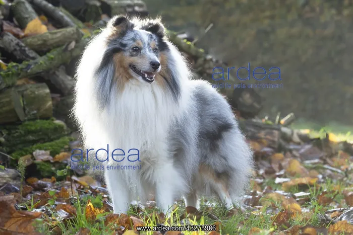 : Sheltie outdoors : Sheltie outdoors