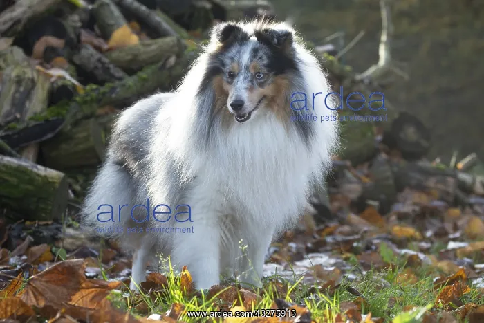 : Sheltie outdoors : Sheltie outdoors
