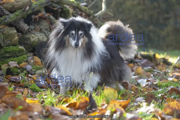 : Sheltie outdoors : Sheltie outdoors