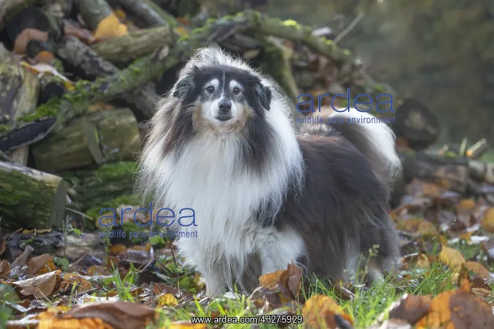 : Sheltie outdoors : Sheltie outdoors