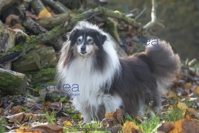 : Sheltie outdoors : Sheltie outdoors