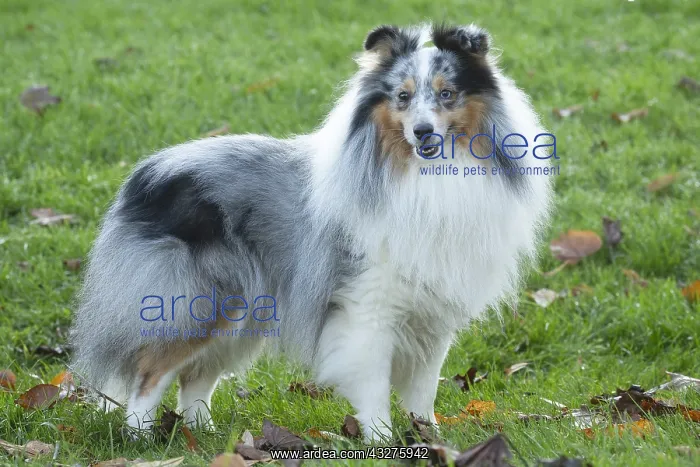 : Sheltie outdoors : Sheltie outdoors