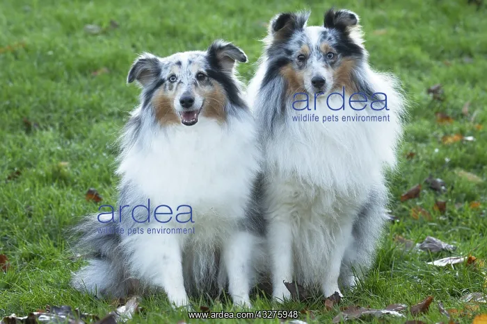 : Sheltie outdoors : Sheltie outdoors