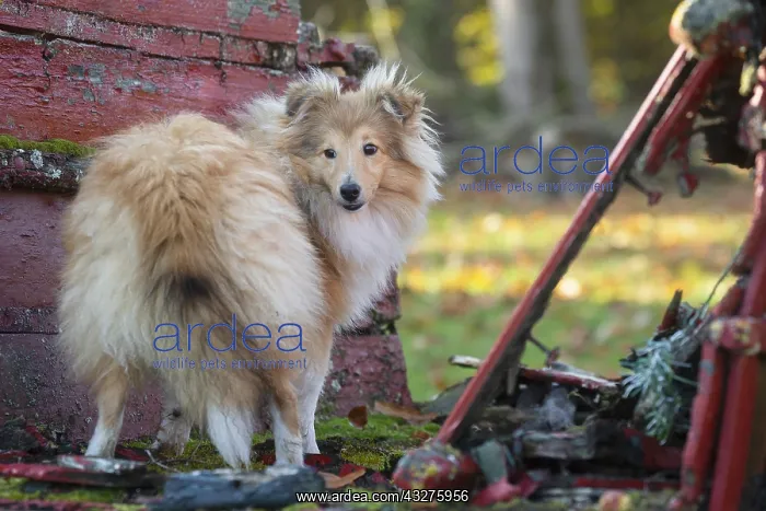 : Sheltie outdoors : Sheltie outdoors