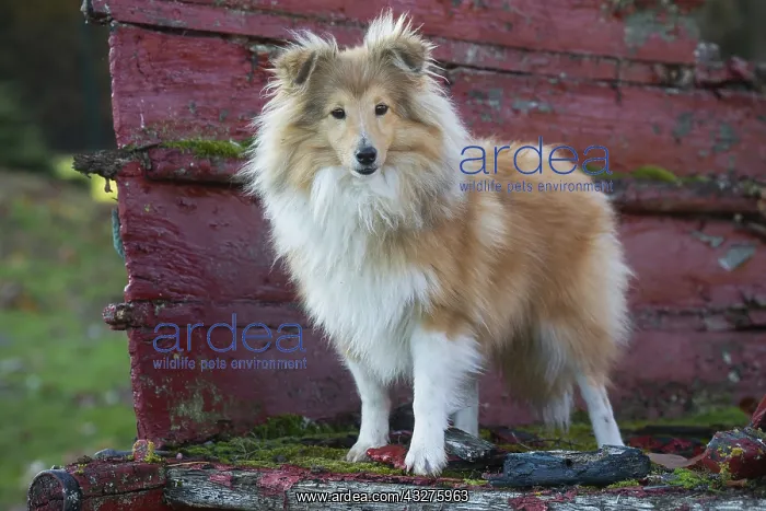 : Sheltie outdoors : Sheltie outdoors