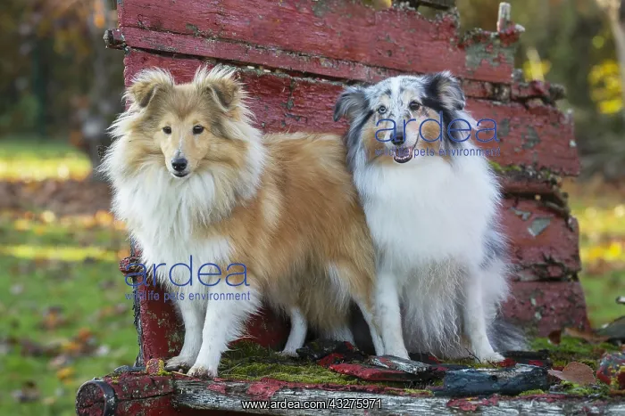 : Sheltie outdoors : Sheltie outdoors