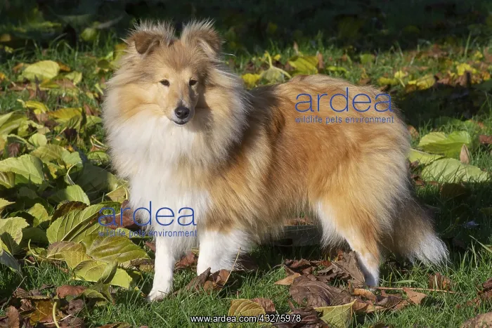 : Sheltie outdoors : Sheltie outdoors