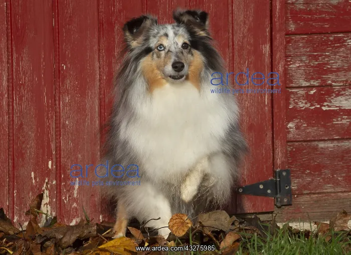 : Sheltie outdoors : Sheltie outdoors