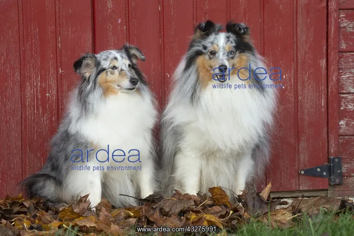 : Sheltie outdoors : Sheltie outdoors