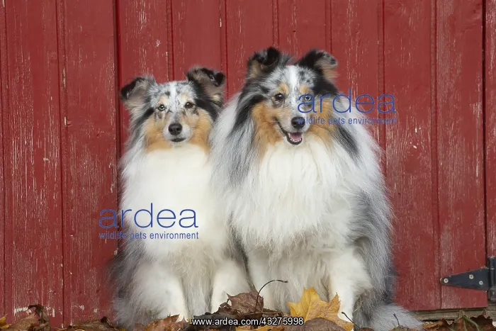 : Sheltie outdoors : Sheltie outdoors