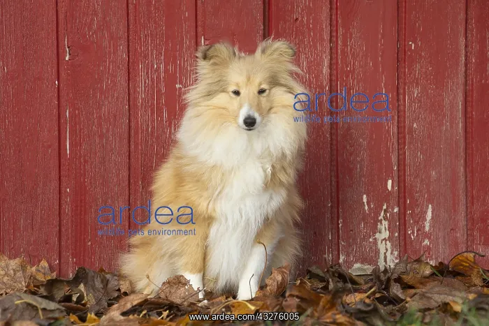 : Sheltie outdoors : Sheltie outdoors