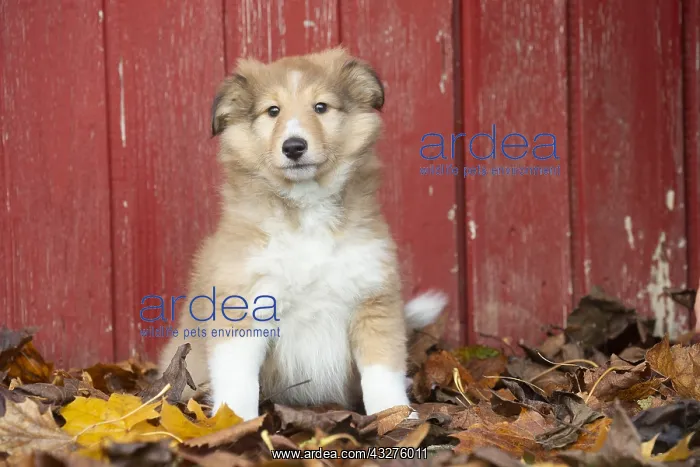 : Sheltie outdoors : Sheltie outdoors