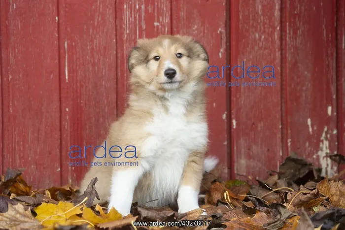 : Sheltie outdoors : Sheltie outdoors