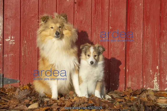 : Sheltie outdoors : Sheltie outdoors
