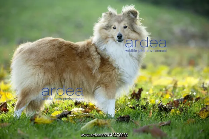 : Sheltie outdoors : Sheltie outdoors