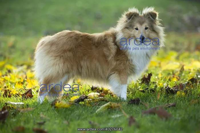 : Sheltie outdoors : Sheltie outdoors