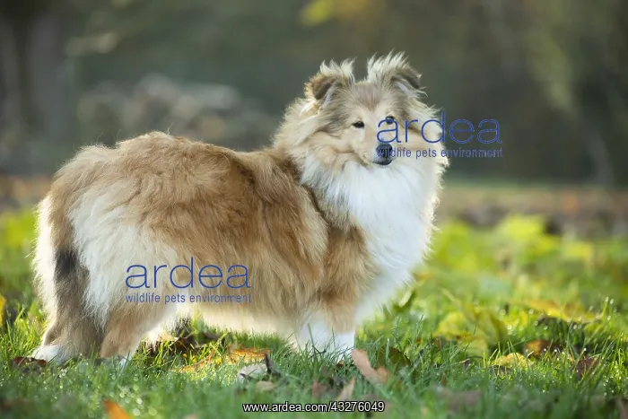 : Sheltie outdoors : Sheltie outdoors