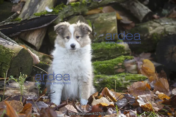 : Sheltie outdoors : Sheltie outdoors