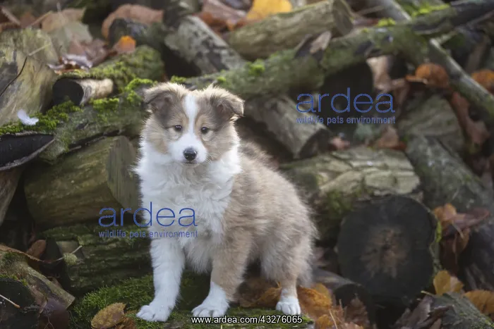 : Sheltie outdoors : Sheltie outdoors