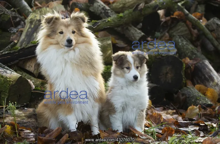 : Sheltie outdoors : Sheltie outdoors