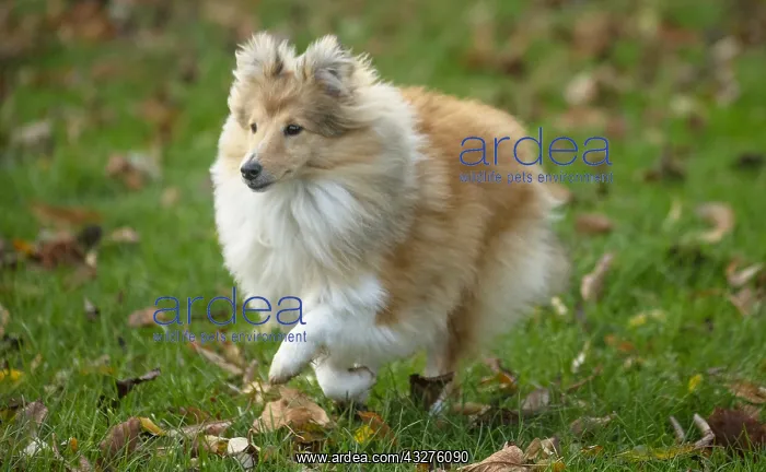 : Sheltie outdoors : Sheltie outdoors