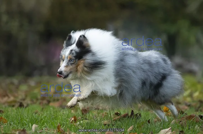 : Sheltie outdoors : Sheltie outdoors