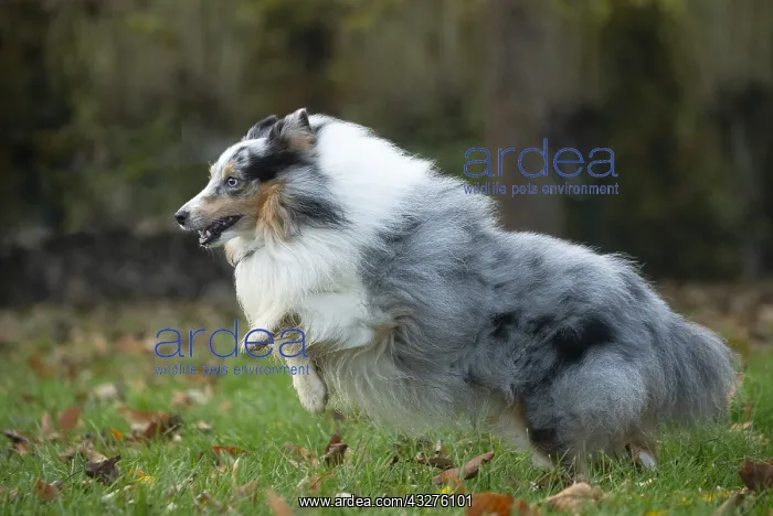 : Sheltie outdoors : Sheltie outdoors