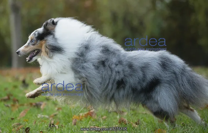 : Sheltie outdoors : Sheltie outdoors