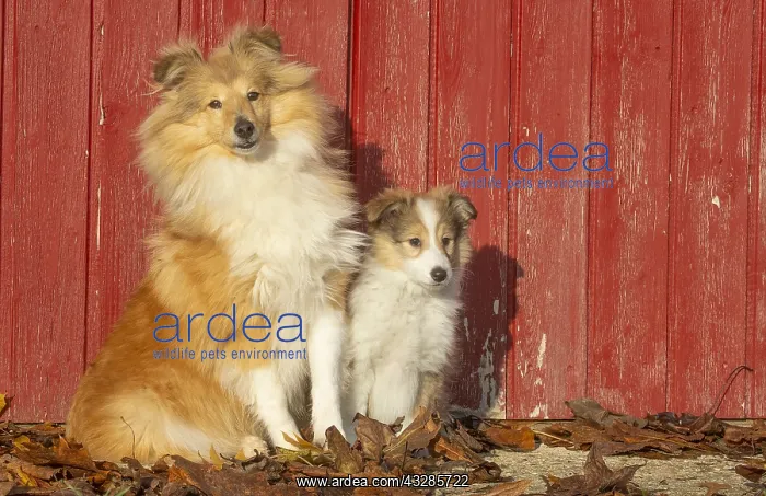 : Sheltie outdoors : Sheltie outdoors
