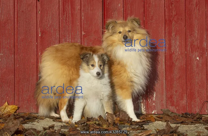 : Sheltie outdoors : Sheltie outdoors
