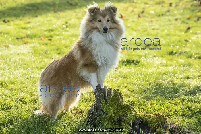 : Sheltie outdoors : Sheltie outdoors