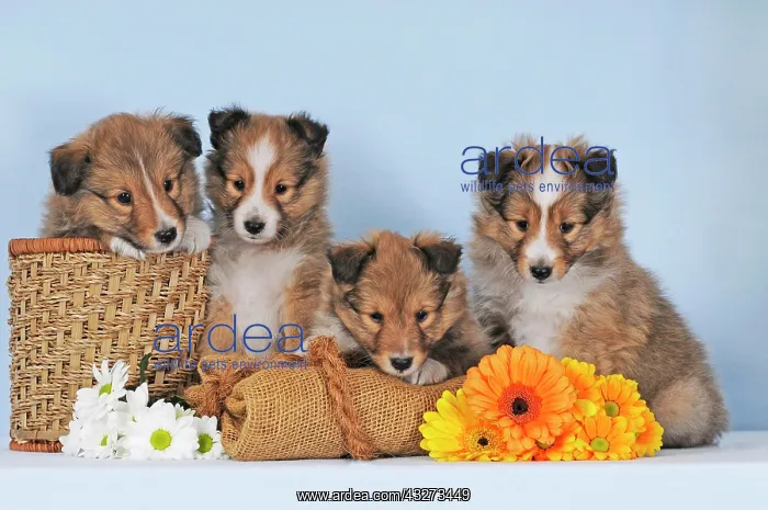  : Four Sheltie puppies, sable, Shetland Sheepdog