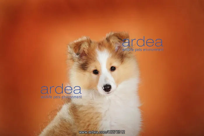 : Sheltie, puppy, sable, bitch, animal portrait against : Sheltie, puppy, sable, bitch, animal portrait against
