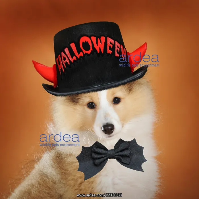 : Sheltie, puppy, sable, bitch, animal portrait against an ora : Sheltie, puppy, sable, bitch, animal portrait against an ora