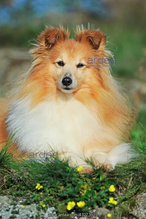 : Sheltie, sable, bitch, lying, direct view, Austria : Sheltie, sable, bitch, lying, direct view, Austria