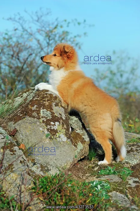 : Sheltie, sable, puppy, 12 weeks, leans on rock : Sheltie, sable, puppy, 12 weeks, leans on rock