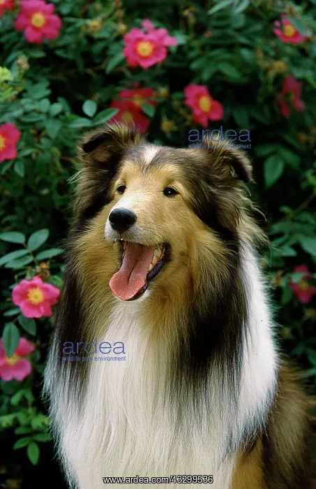 : Sheltie, Shetland Sheepdog : Sheltie, Shetland Sheepdog