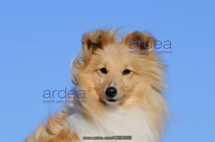 : Sheltie, Shetland Sheepdog, sable coloured, portrait : Sheltie, Shetland Sheepdog, sable coloured, portrait
