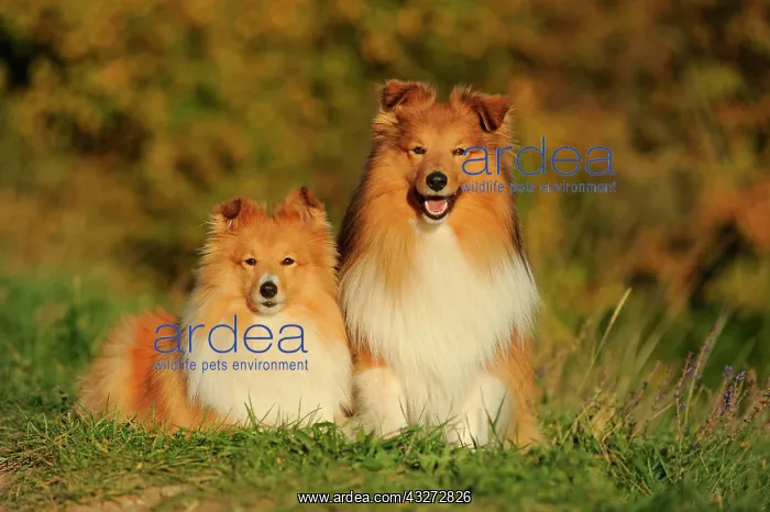 : Sheltie, Shetland Sheepdog, sable, male and female : Sheltie, Shetland Sheepdog, sable, male and female