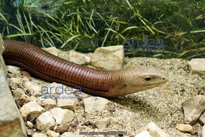 : Sheltopusik, legless snake-like lizard found from : Sheltopusik, legless snake-like lizard found from