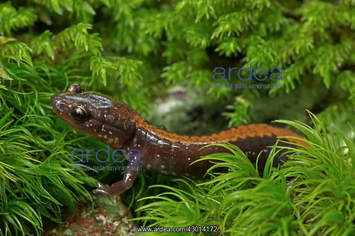  : Shenandoah Salamander