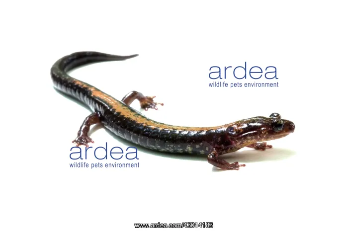  : Shenandoah Salamander