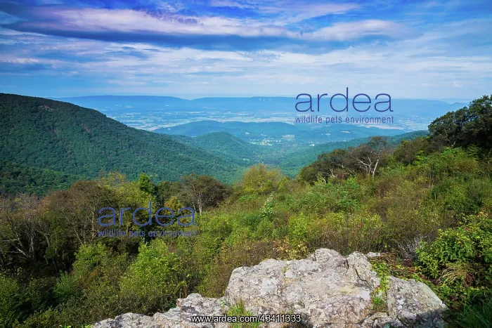 : Shenandoah vista, Blue Ridge Parkway, Smoky Mountains, USA : Shenandoah vista, Blue Ridge Parkway, Smoky Mountains, USA